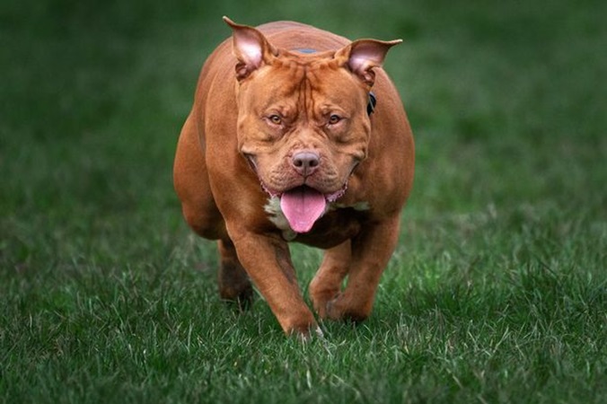 Britse man doodgebeten door eigen hond