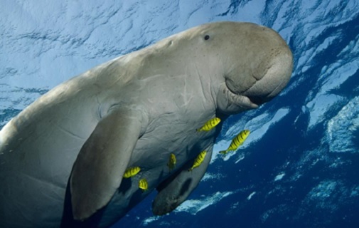 Indische zeekoe uitgestorven verklaard in China