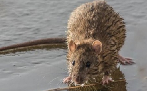 Wat is de ziekte van Weil?