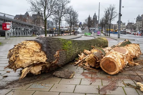 Drie doden door omgewaaide bomen in Amsterdam