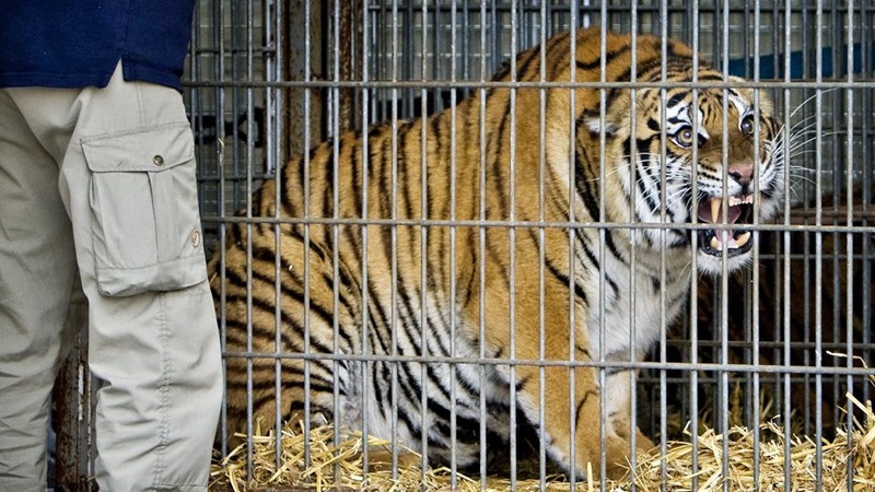 Tientallen tijgers Vietnamese dierentuinen doodgegaan 
