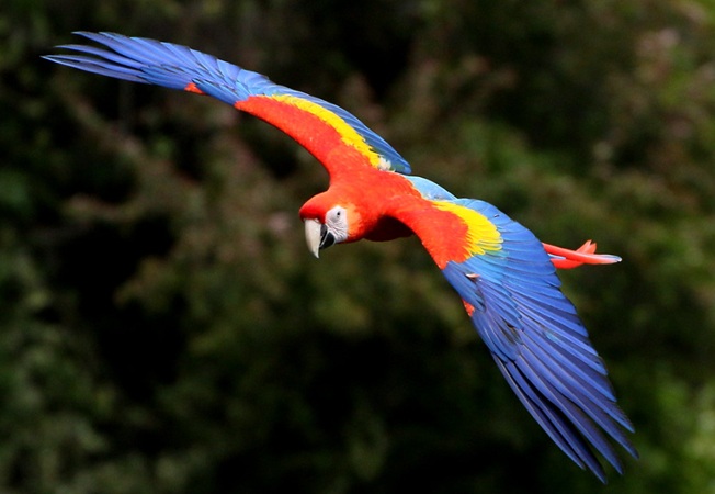 Gesloten seizoen voor bokraaf