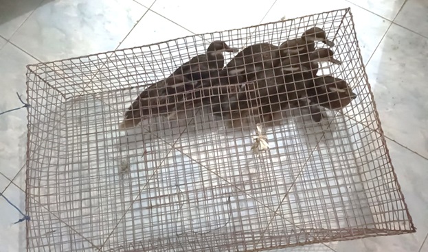 Politie treft illegaal vervoerde vogels aan bij controlepost Burnside