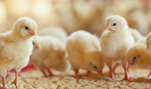 Schaarste aan kippenvoer; commissie werkt aan oplossing