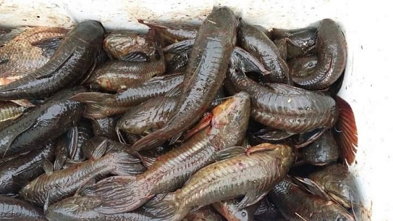 Kwiekwie-seizoen gesloten tot en met 15 juli